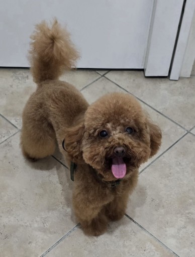 Petit chien toiletté - caniche
