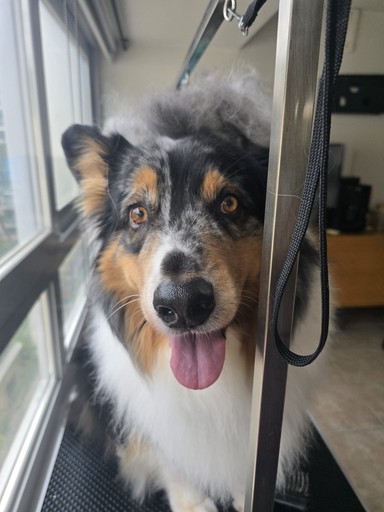 Grand chien toiletté - berger australien