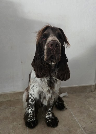 Chien moyen toiletté - cocker